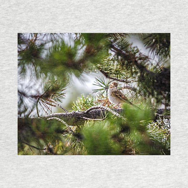 Sparrow In The Pines by Debra Martz by Debra Martz